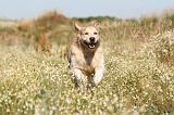 GOLDEN RETRIEVER 205
